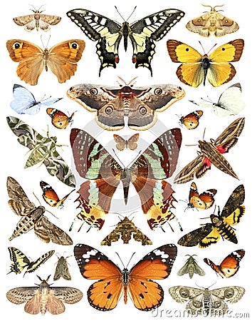 Butterflies and moths Stock Photo