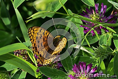 Butterflies moths on a warm summer day Stock Photo