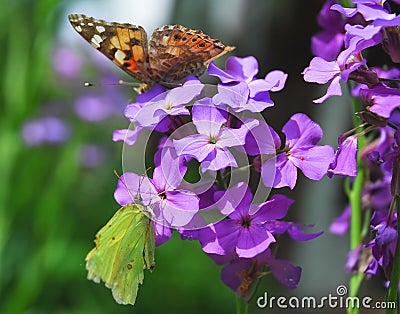 The butterflies painted lady and common brimstone on Purple flowers of Hesperis Stock Photo
