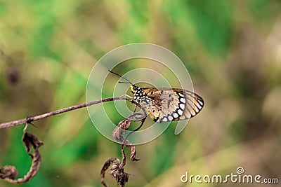 Butterflies perched on a dry tree, Concept Stock Photo