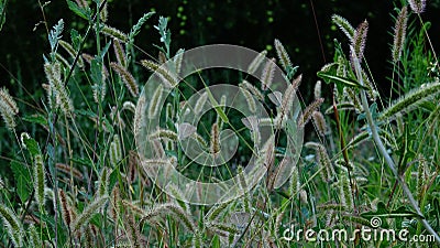 Butterflies perched on foxtails Stock Photo