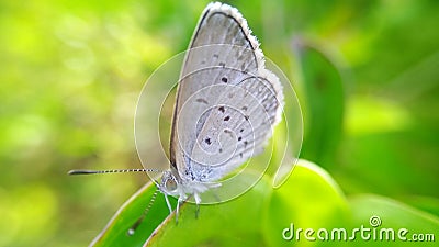 Butterflies are perched on a leaf or butterfly photo background Stock Photo