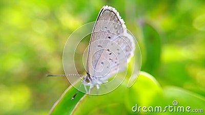 Butterflies are perched on a leaf or butterfly photo background Stock Photo