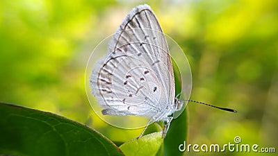 Butterflies are perched on a leaf or butterfly photo background Stock Photo