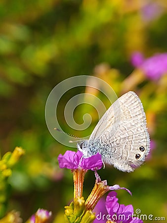 Butterflies perched on Taiwan Beauty flowers Stock Photo