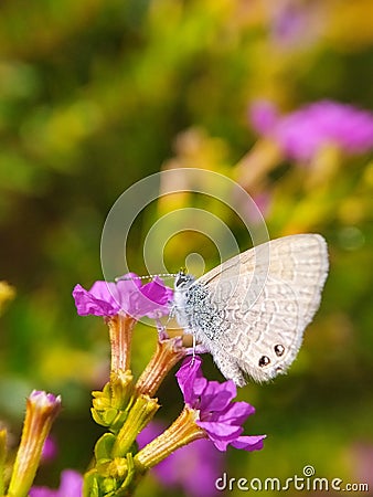 Butterflies perched on Taiwan Beauty flowers Stock Photo