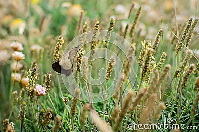 Butterflies in Perran Sands Stock Photo