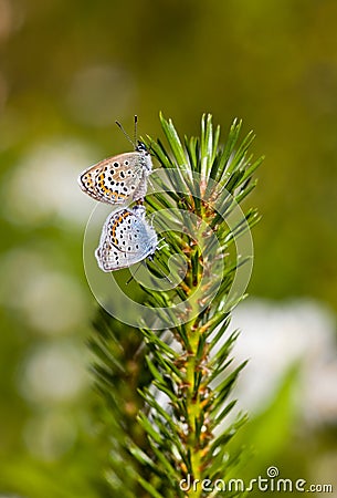 Butterflies on a pine branch Stock Photo