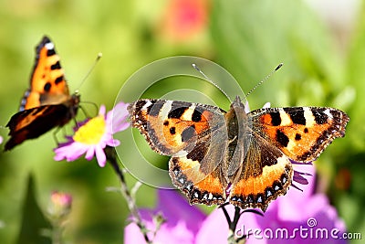 Butterflies and flowers Stock Photo