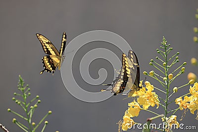 Double pollination Stock Photo