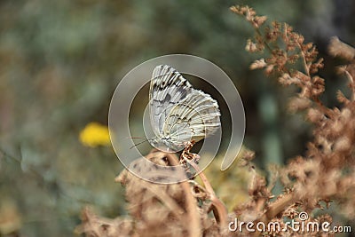A beautiful butterfly on a flower Stock Photo