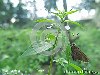 Butterflies show their beauty in the evening on the grass Stock Photo