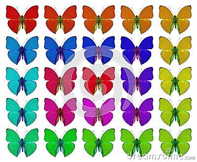 Butterflies showing concept of colors, crowd, difference, gradient, repetition Stock Photo