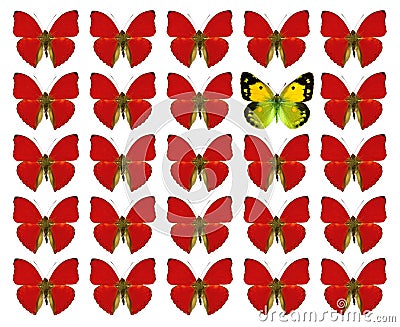 Butterflies showing concept of difference, individuality, crowd, standing out, freedom, Stock Photo