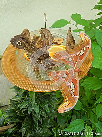 Butterflies sit on orange slices in a closed pavilion on Mainau Flower Island, Constance, Germany. Vertical Stock Photo