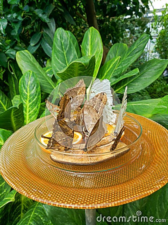 Butterflies sit on orange slices in a closed pavilion on Mainau Flower Island, Constance, Germany. Vertical Stock Photo