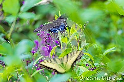 Butterflies sitting on a flower Stock Photo