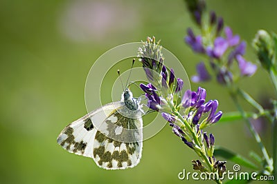 Butterflies sitting on a mound of clay Stock Photo