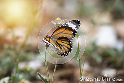 Butterflies are sniffing the grass Stock Photo