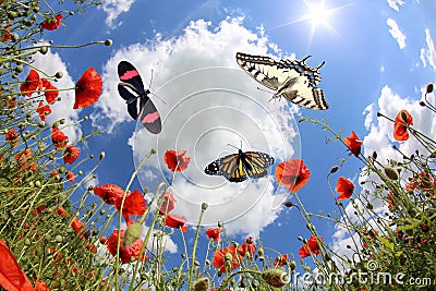 Butterflies at springtime Stock Photo