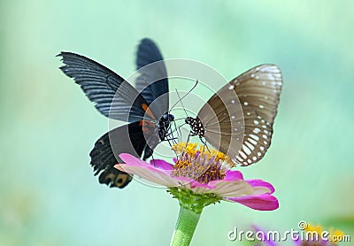 Butterflies Stock Photo