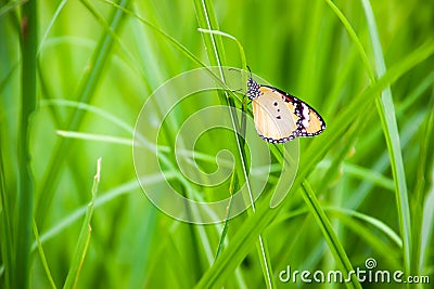 Butterflies used to make the background Stock Photo