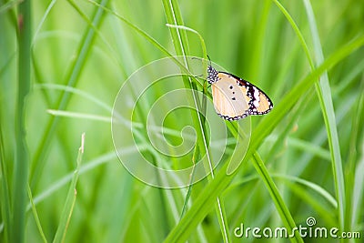 Butterflies used to make the background and wallpaper.Butterflie Stock Photo