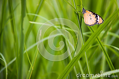 Butterflies used to make the background and wallpaper.Butterflies used to make the background and wallpaper. Stock Photo
