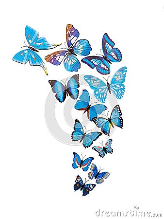 Butterflies wall stickers Stock Photo