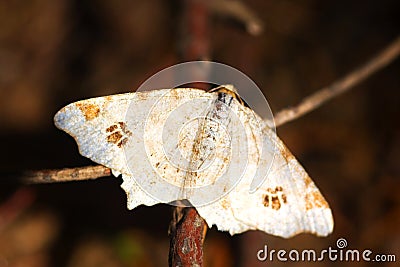 Butterfly Stock Photo