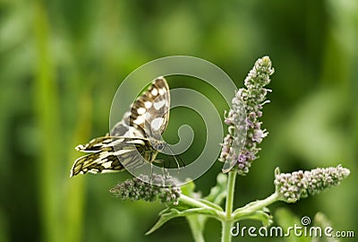 Butterfly Stock Photo