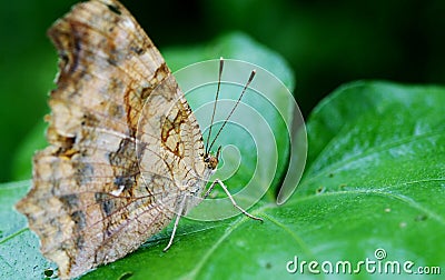 Butterfly Stock Photo