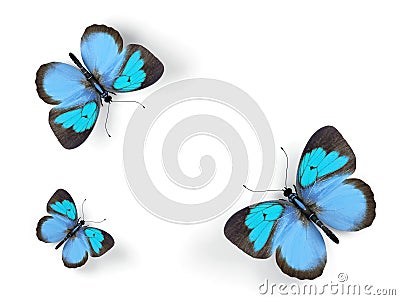 Butterfly. Cartoon Illustration