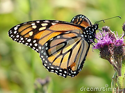 Butterfly Stock Photo