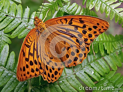 Butterfly Stock Photo