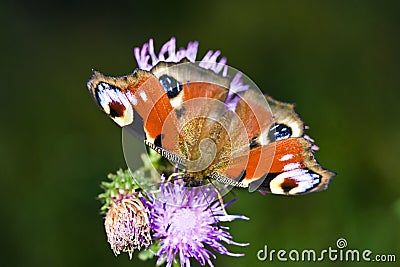 Butterfly Stock Photo