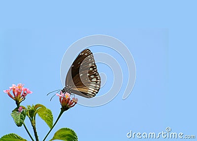 Butterfly Stock Photo