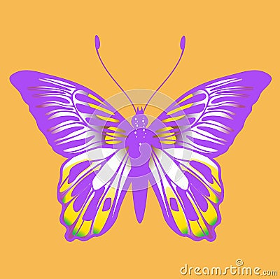 Butterfly Vector Illustration