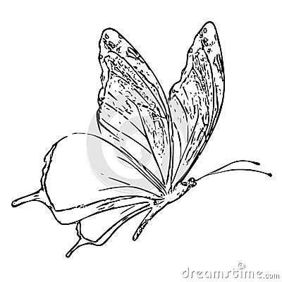 Butterfly Adult Coloring Book Black White Sketch Cartoon Stock Photo