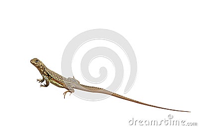 Butterfly Agama Lizard Leiolepis Cuvier isolated on White Backgroundd. Stock Photo