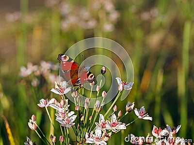 Butterfly aglais io sits on Flowering rush flower eating nectar on river bank in summer sunny Stock Photo