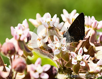 Butterfly amongst the blossoms. Stock Photo