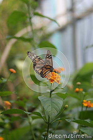 Butterfly on the Amsterdam Zoo Stock Photo