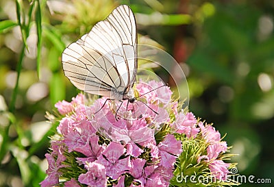 Butterfly aporia Crataegi on the Dianthus barbatus Stock Photo