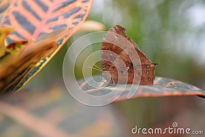 Butterfly Stock Photo