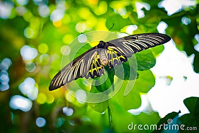 Butterfly beautiful in the nature Stock Photo