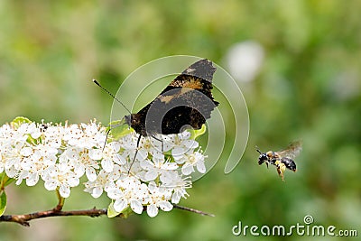 Butterfly and bee on foraging Stock Photo