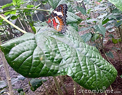 Butterfly. Colorful. Stock Photo