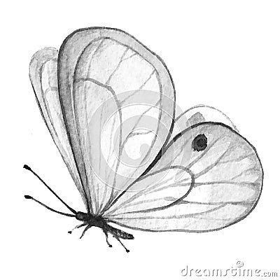 Butterfly black and white Stock Photo