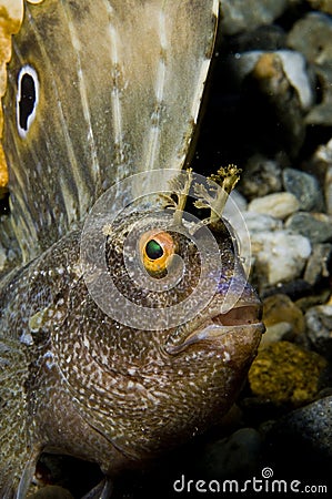 Butterfly Blenny fish Stock Photo